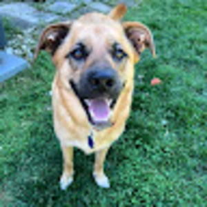 Meet your Posher, Mira